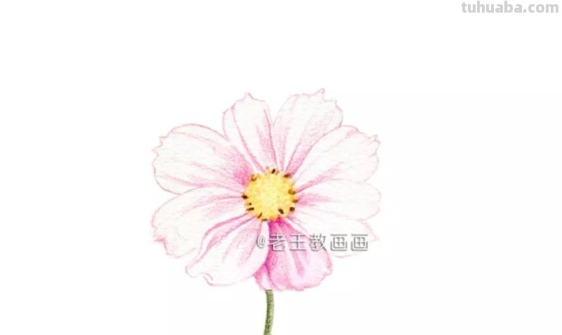 零基础小白也能画彩铅，教你画一朵小菊花
