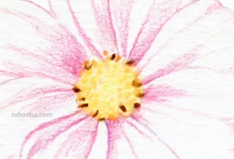 零基础小白也能画彩铅，教你画一朵小菊花