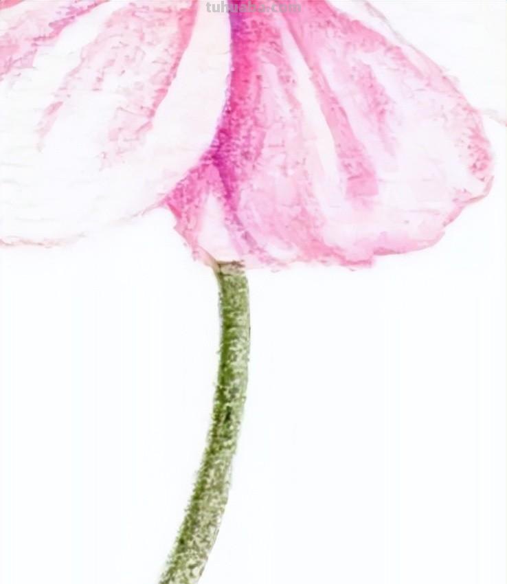 零基础小白也能画彩铅，教你画一朵小菊花