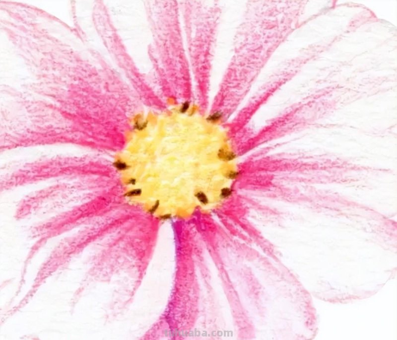 零基础小白也能画彩铅，教你画一朵小菊花