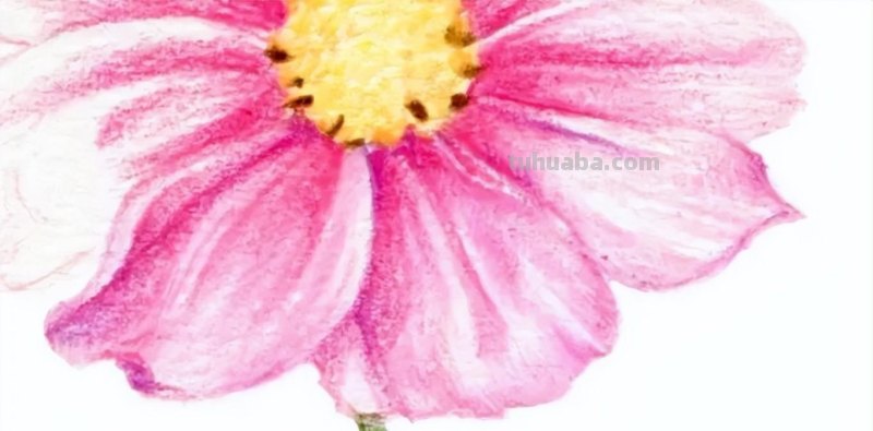 零基础小白也能画彩铅，教你画一朵小菊花