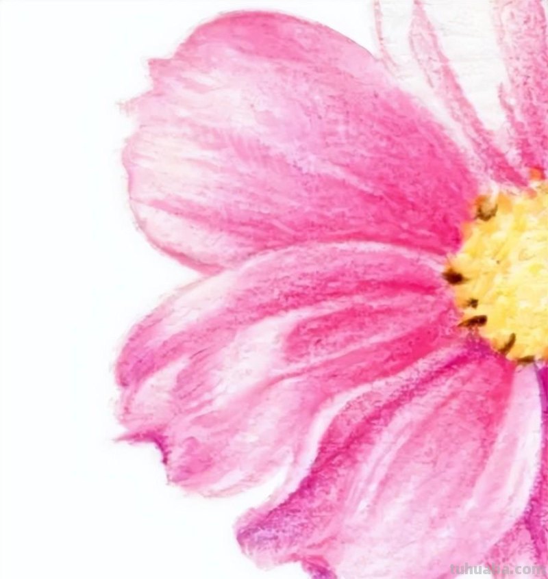 零基础小白也能画彩铅，教你画一朵小菊花