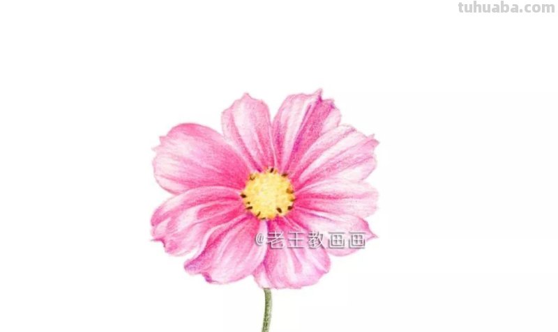 零基础小白也能画彩铅，教你画一朵小菊花