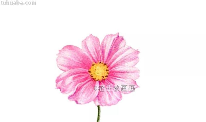 零基础小白也能画彩铅，教你画一朵小菊花