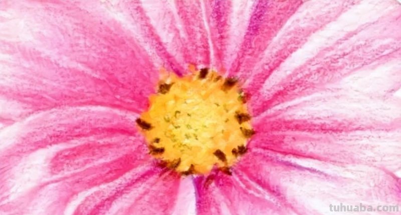 零基础小白也能画彩铅，教你画一朵小菊花