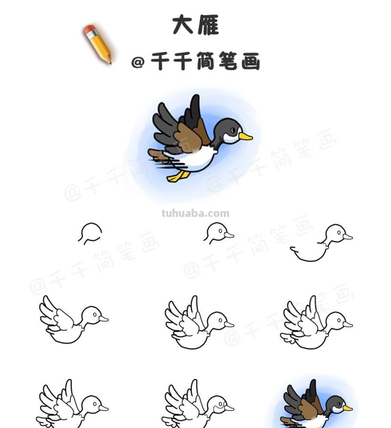 超详细！鸟类简笔画步骤图，值得收藏！