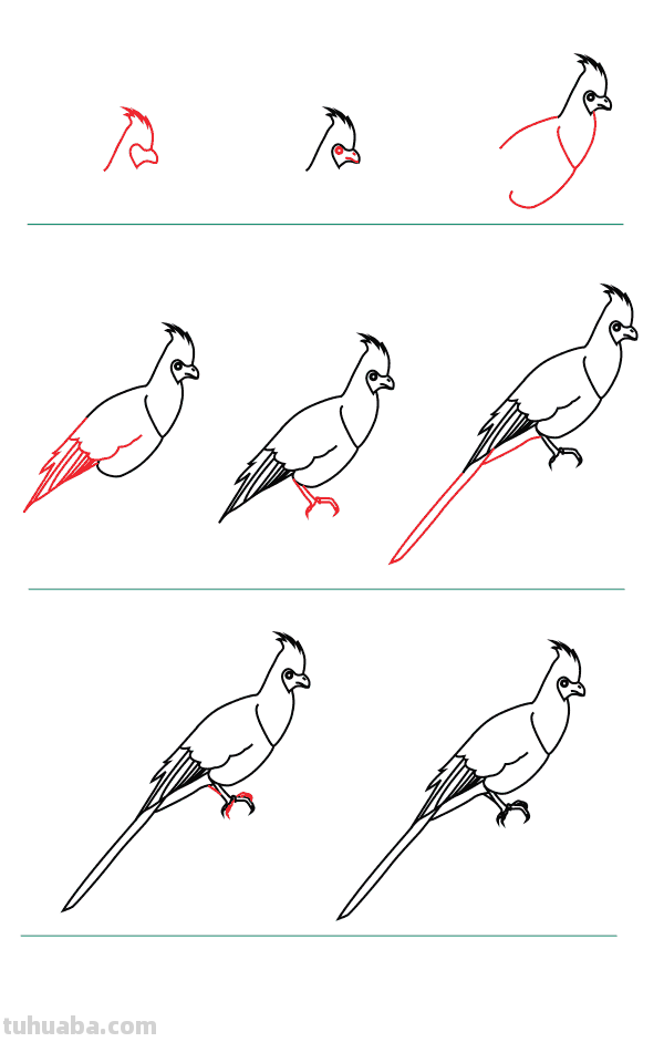 每天学一幅简笔画-鸟类简笔画大全！一学就会了