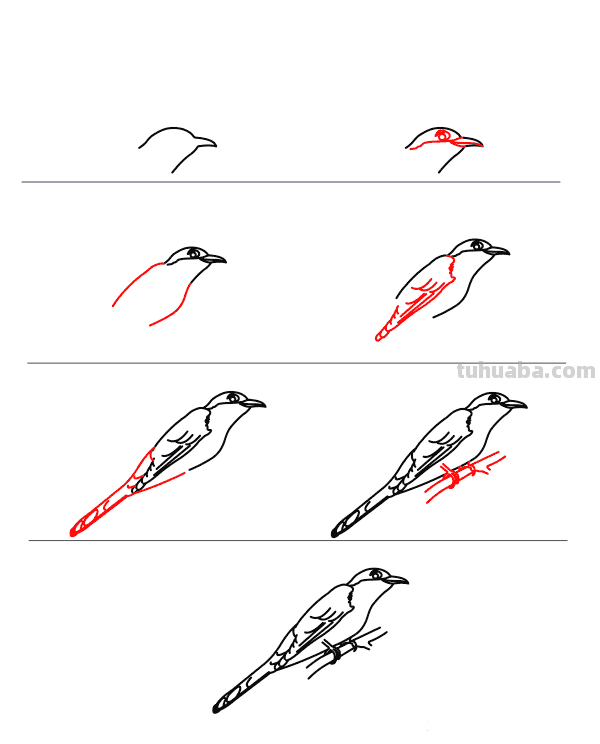 每天学一幅简笔画-鸟类简笔画大全！一学就会了