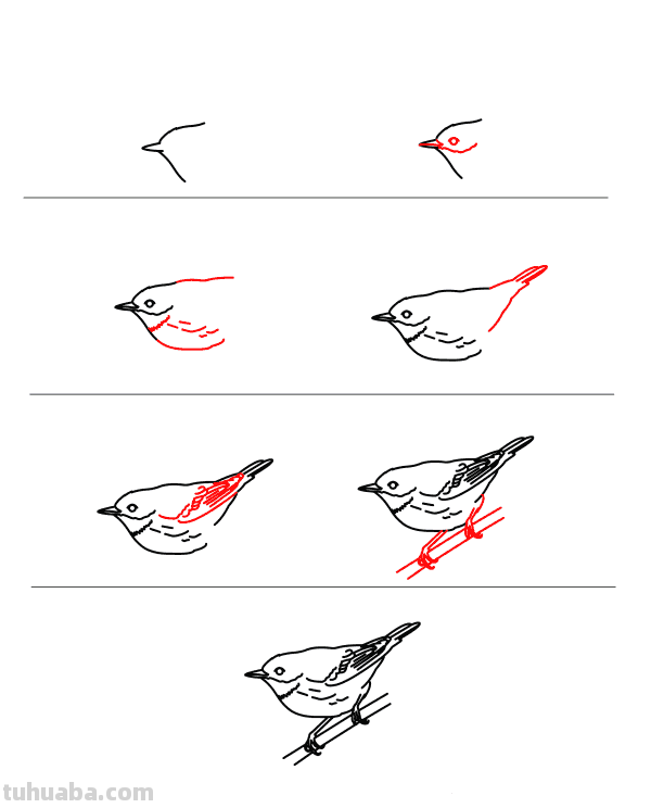 每天学一幅简笔画-鸟类简笔画大全！一学就会了