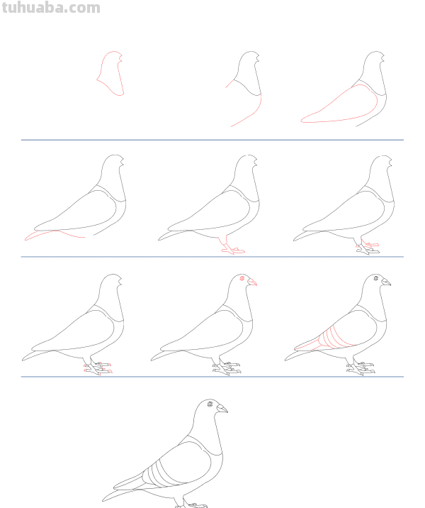 每天学一幅简笔画-鸟类简笔画大全！一学就会了