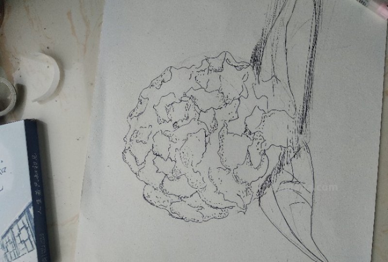花菜怎么画简笔画(花菜怎么画简笔画图片) 花菜怎么画简笔画(花菜怎么画简笔画图片)