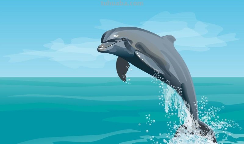 儿童简笔画精选「海洋动物」-海豚（Dolphin）的画法