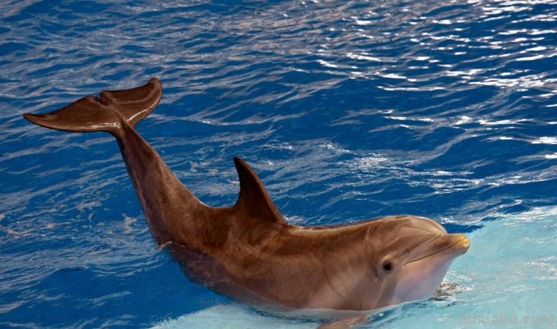 儿童简笔画精选「海洋动物」-海豚（Dolphin）的画法