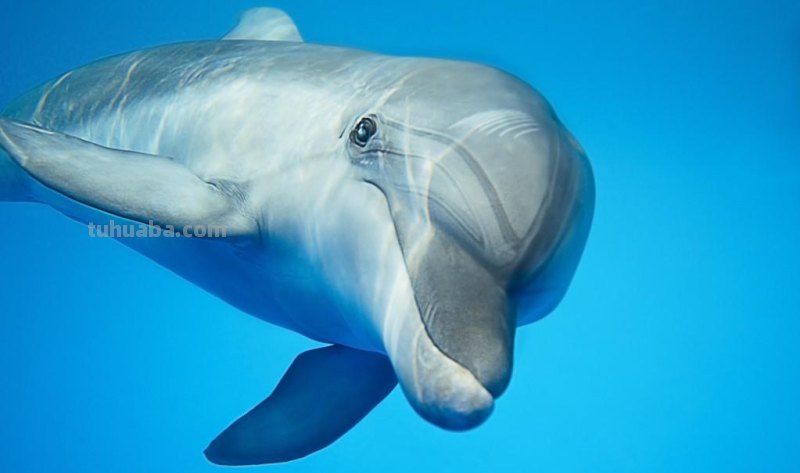 儿童简笔画精选「海洋动物」-海豚（Dolphin）的画法