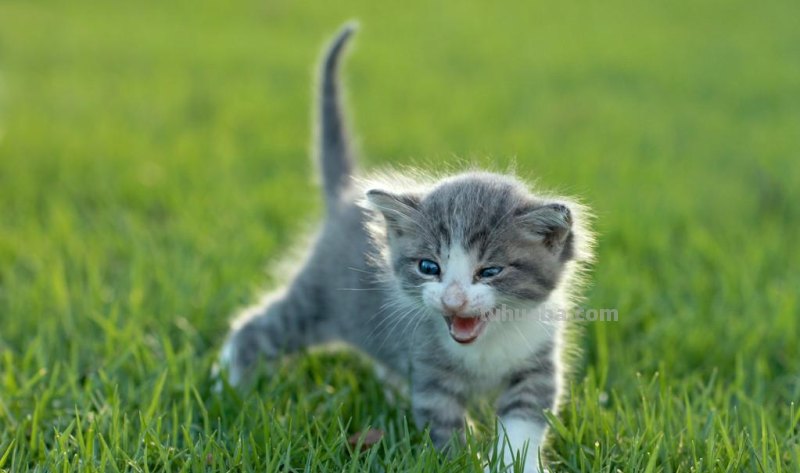 儿童简笔画精选-用数字 “8” 画猫（Cat）