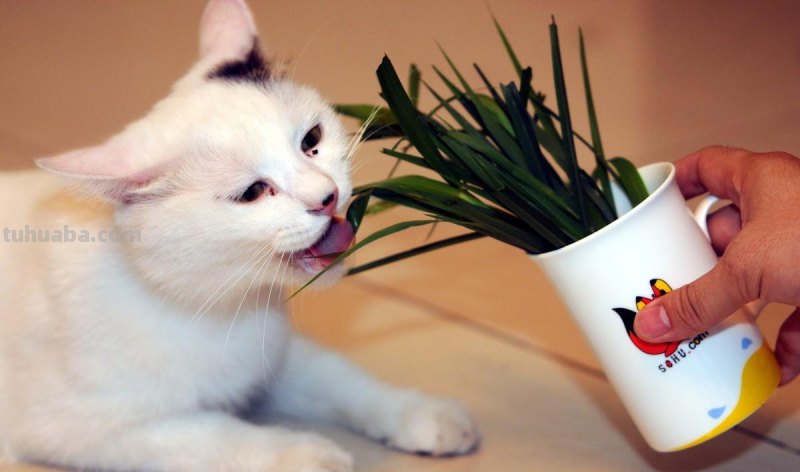 儿童简笔画精选-用数字 “8” 画猫（Cat）