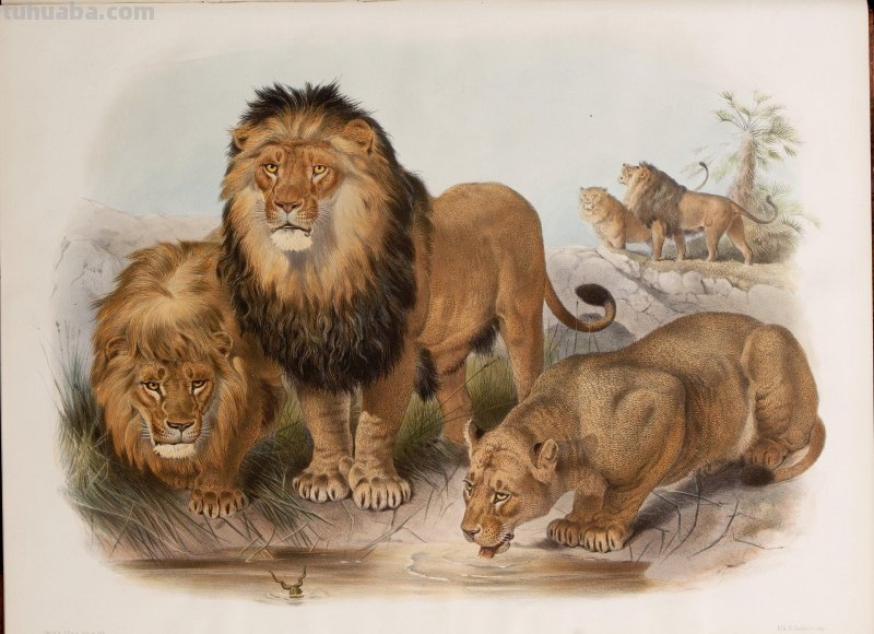 精美手绘《猫科动物图鉴》1883年