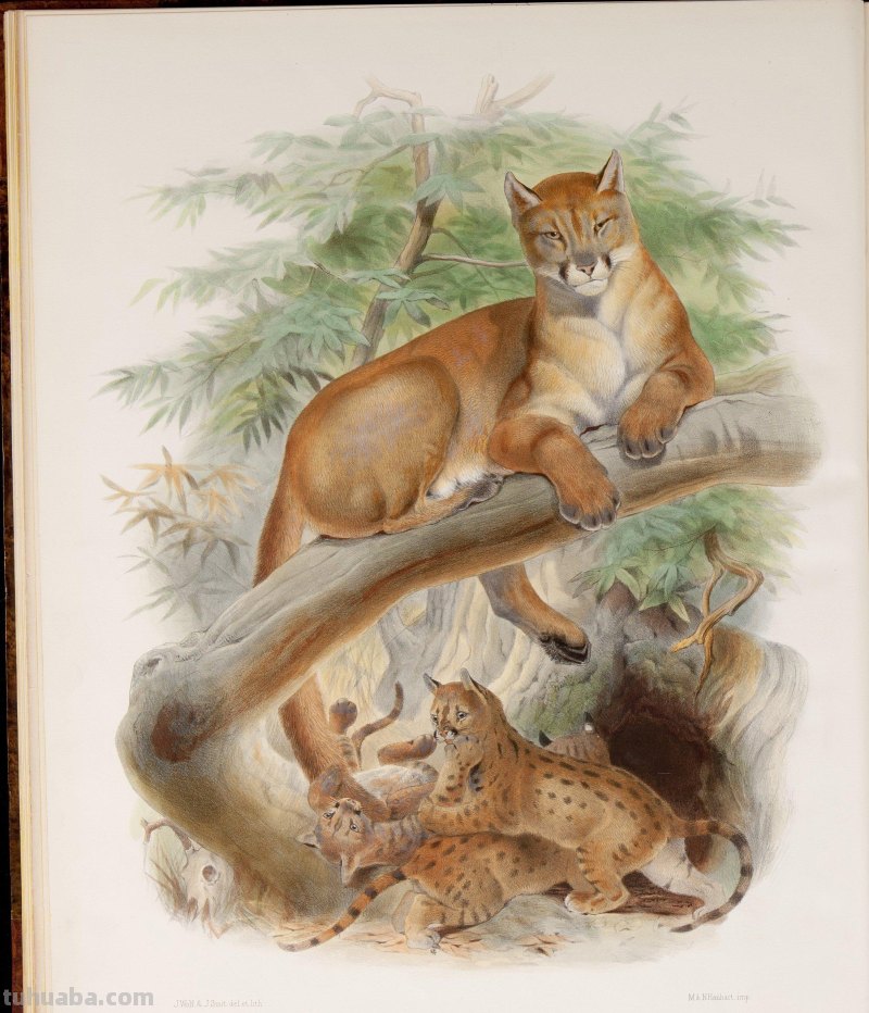 精美手绘《猫科动物图鉴》1883年