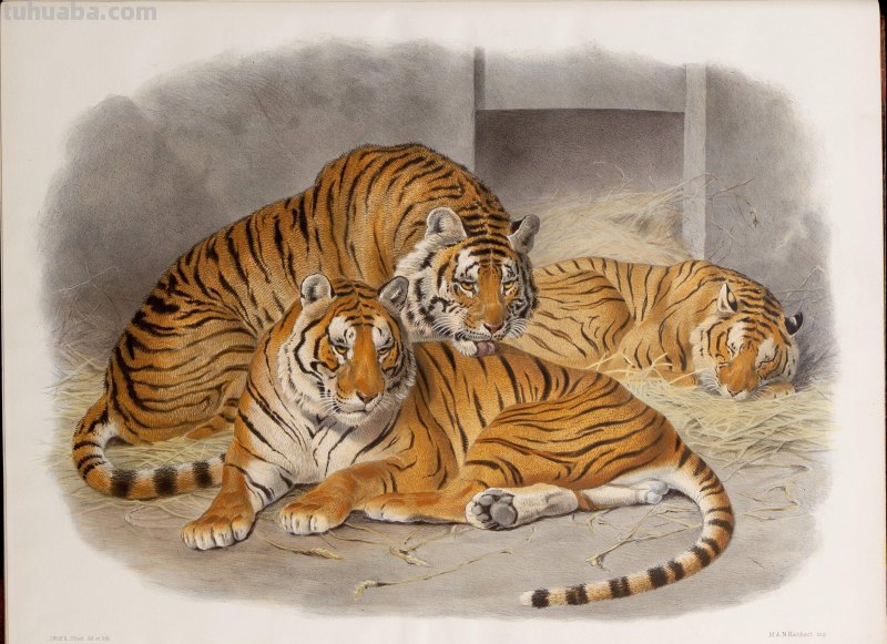 精美手绘《猫科动物图鉴》1883年