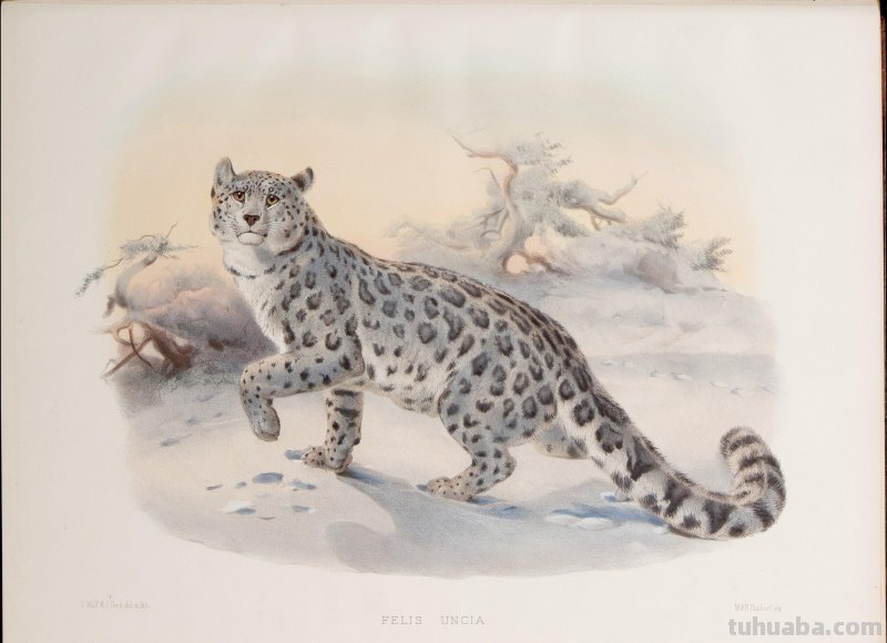 精美手绘《猫科动物图鉴》1883年