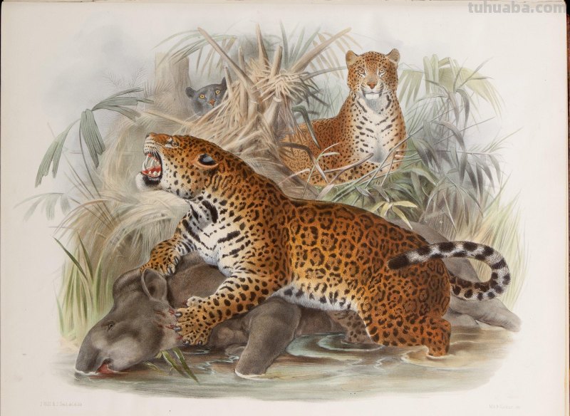 精美手绘《猫科动物图鉴》1883年