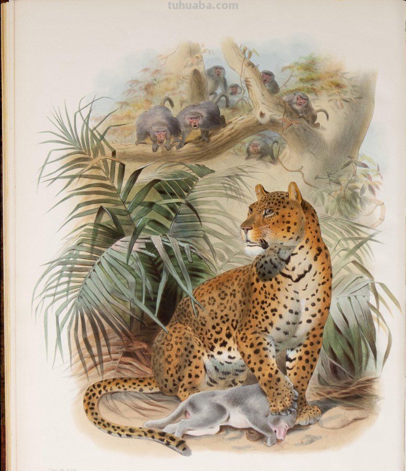 精美手绘《猫科动物图鉴》1883年