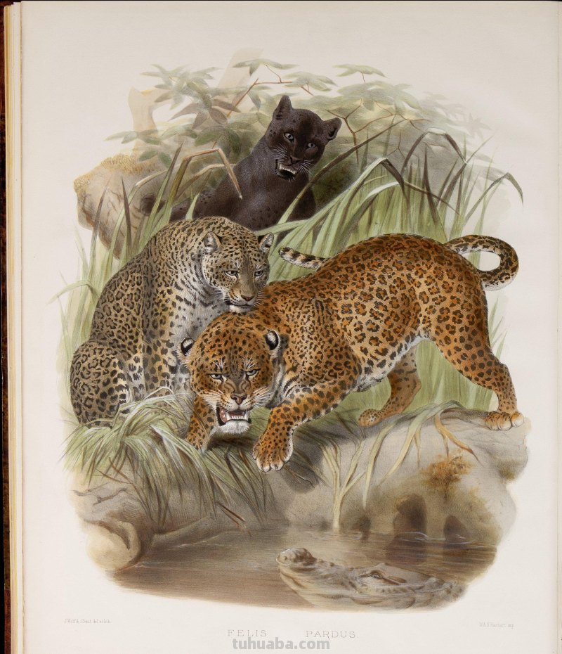精美手绘《猫科动物图鉴》1883年