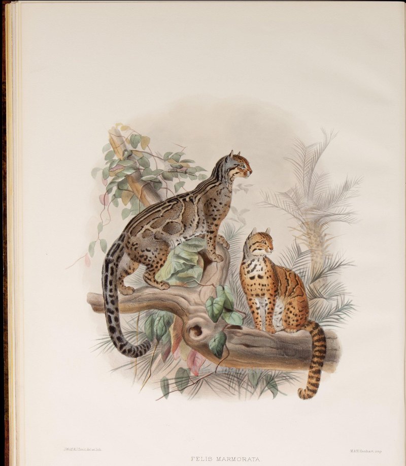 精美手绘《猫科动物图鉴》1883年