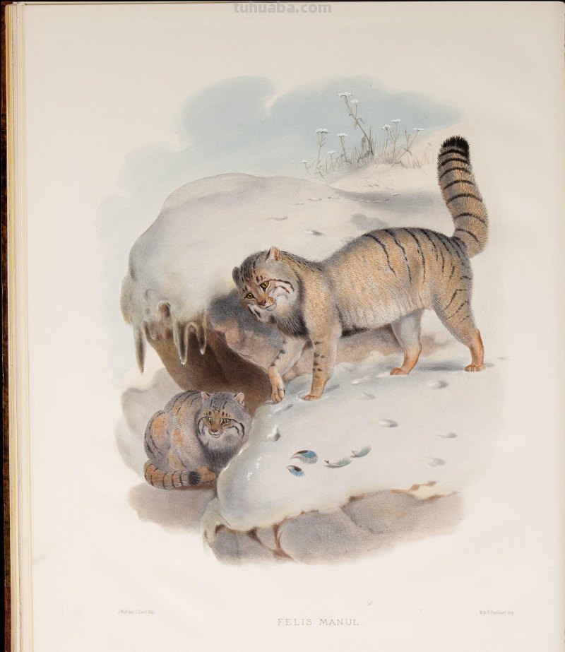 精美手绘《猫科动物图鉴》1883年