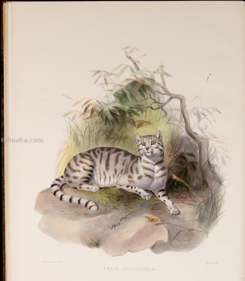 精美手绘《猫科动物图鉴》1883年