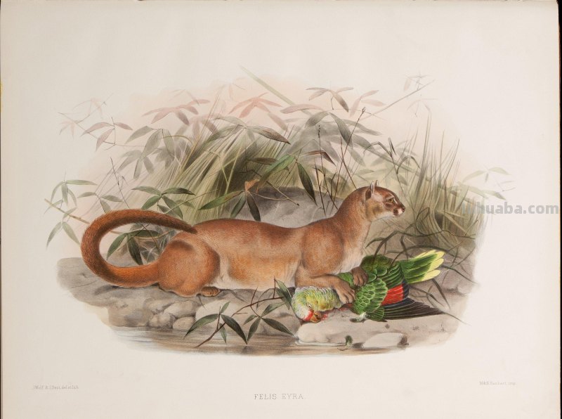 精美手绘《猫科动物图鉴》1883年
