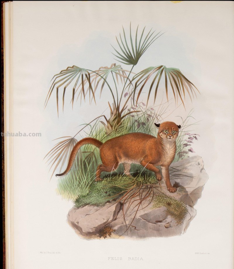 精美手绘《猫科动物图鉴》1883年