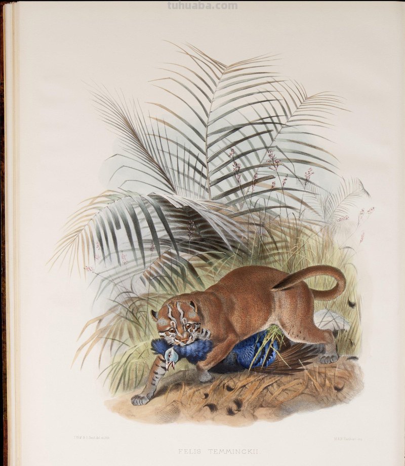 精美手绘《猫科动物图鉴》1883年