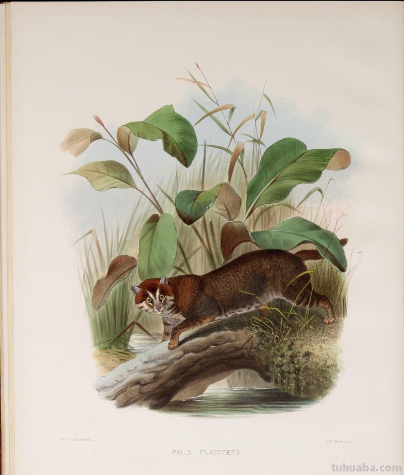 精美手绘《猫科动物图鉴》1883年