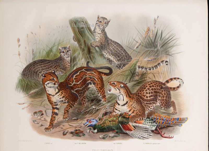 精美手绘《猫科动物图鉴》1883年