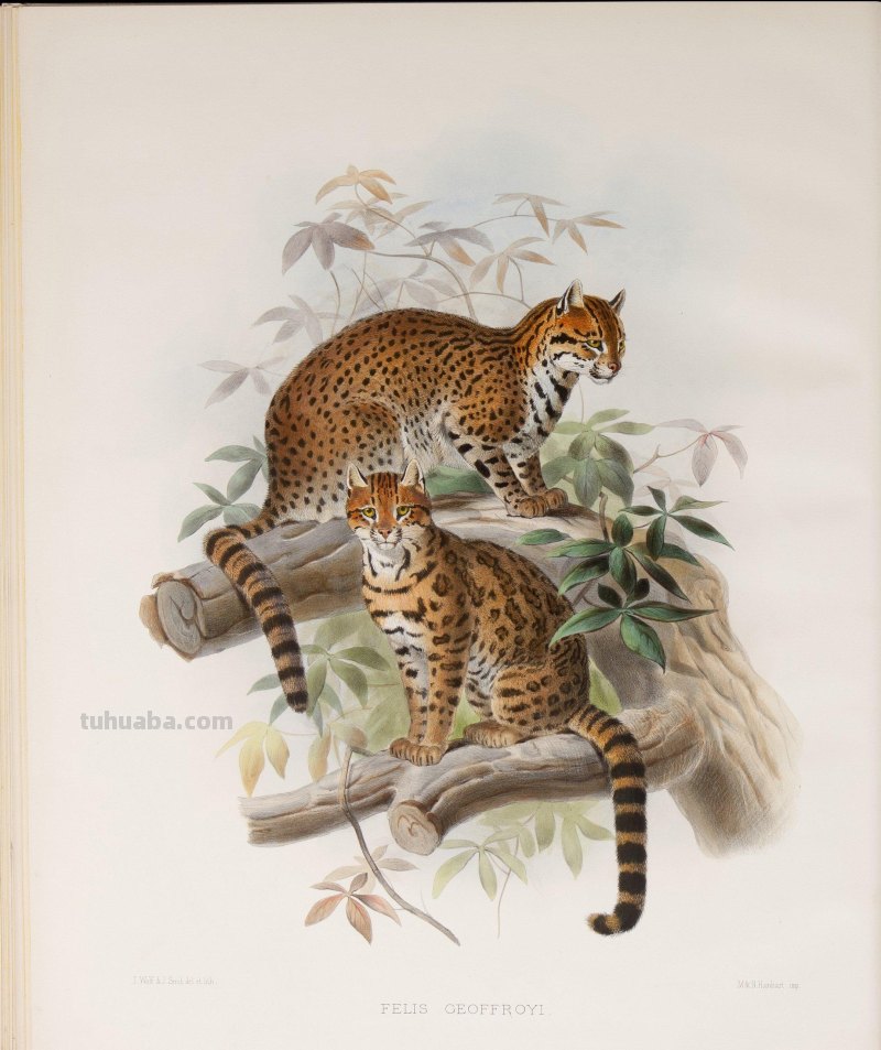 精美手绘《猫科动物图鉴》1883年