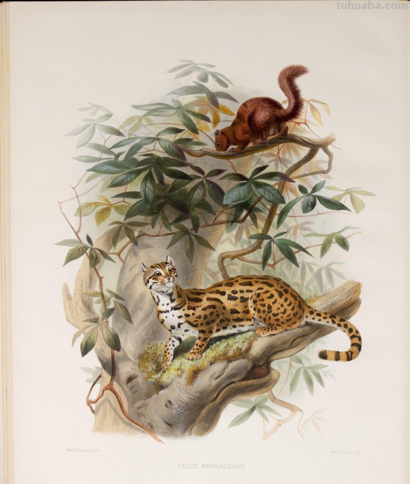 精美手绘《猫科动物图鉴》1883年