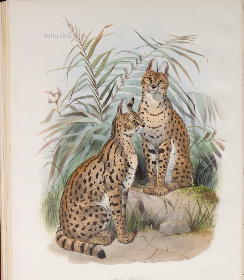 精美手绘《猫科动物图鉴》1883年