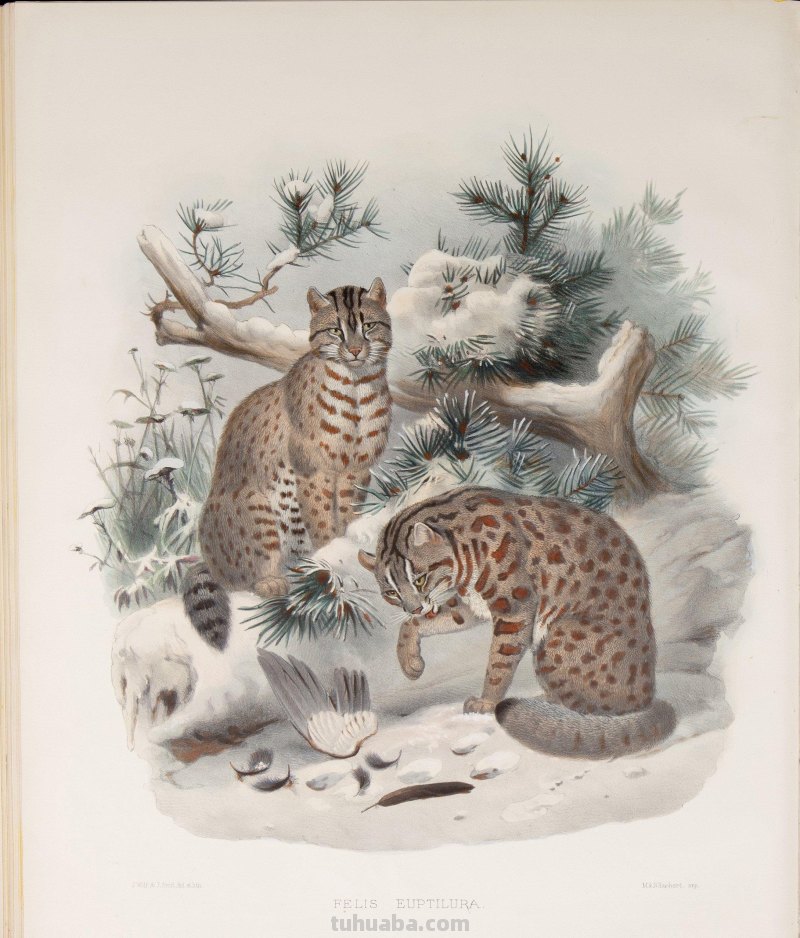 精美手绘《猫科动物图鉴》1883年