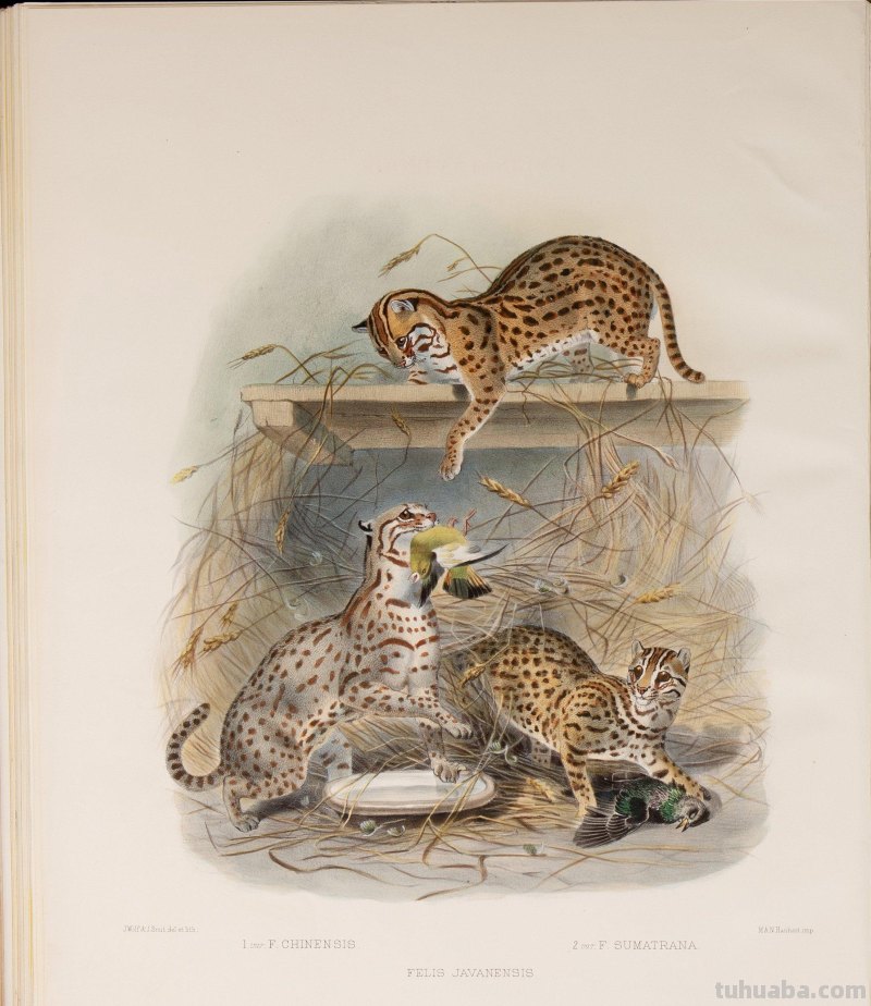 精美手绘《猫科动物图鉴》1883年