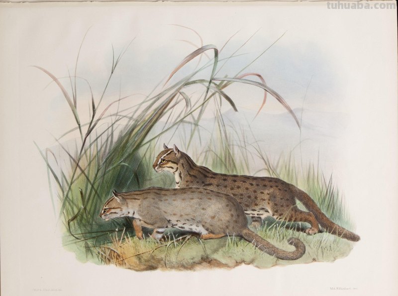 精美手绘《猫科动物图鉴》1883年