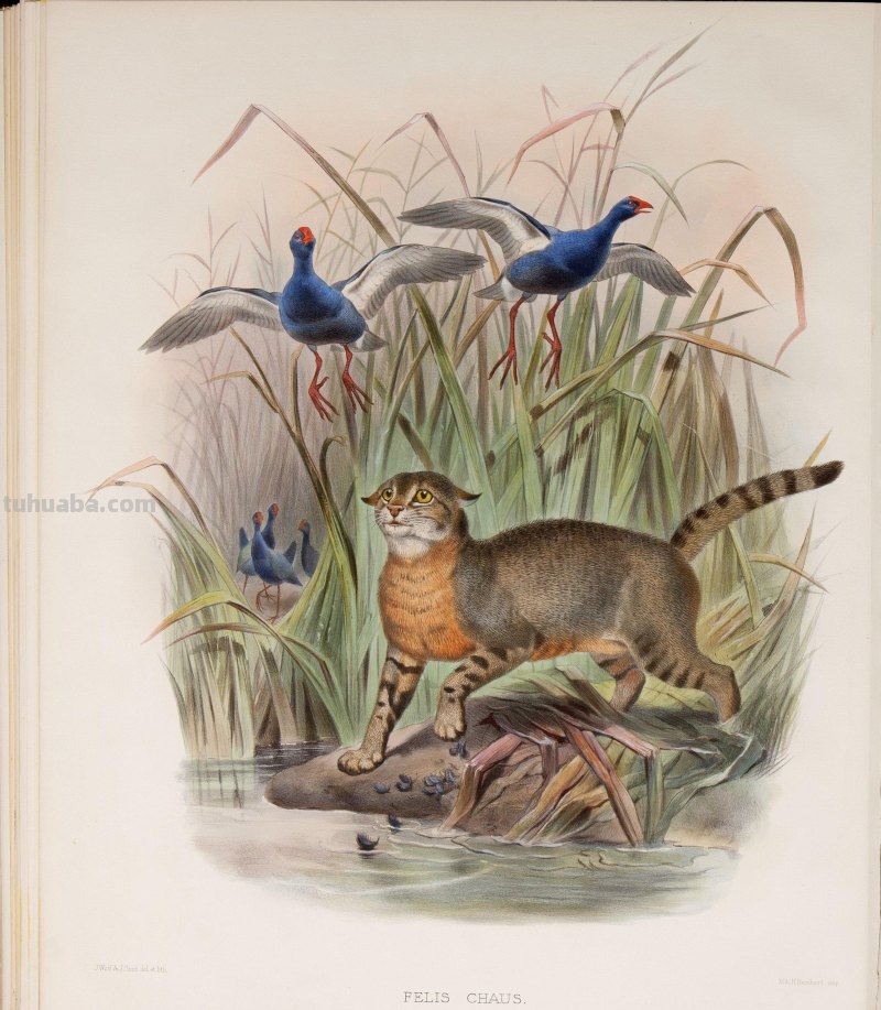 精美手绘《猫科动物图鉴》1883年