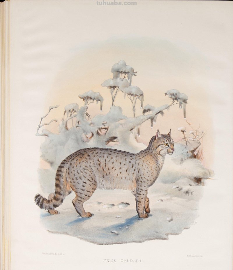 精美手绘《猫科动物图鉴》1883年