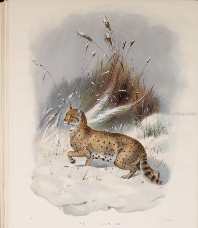 精美手绘《猫科动物图鉴》1883年