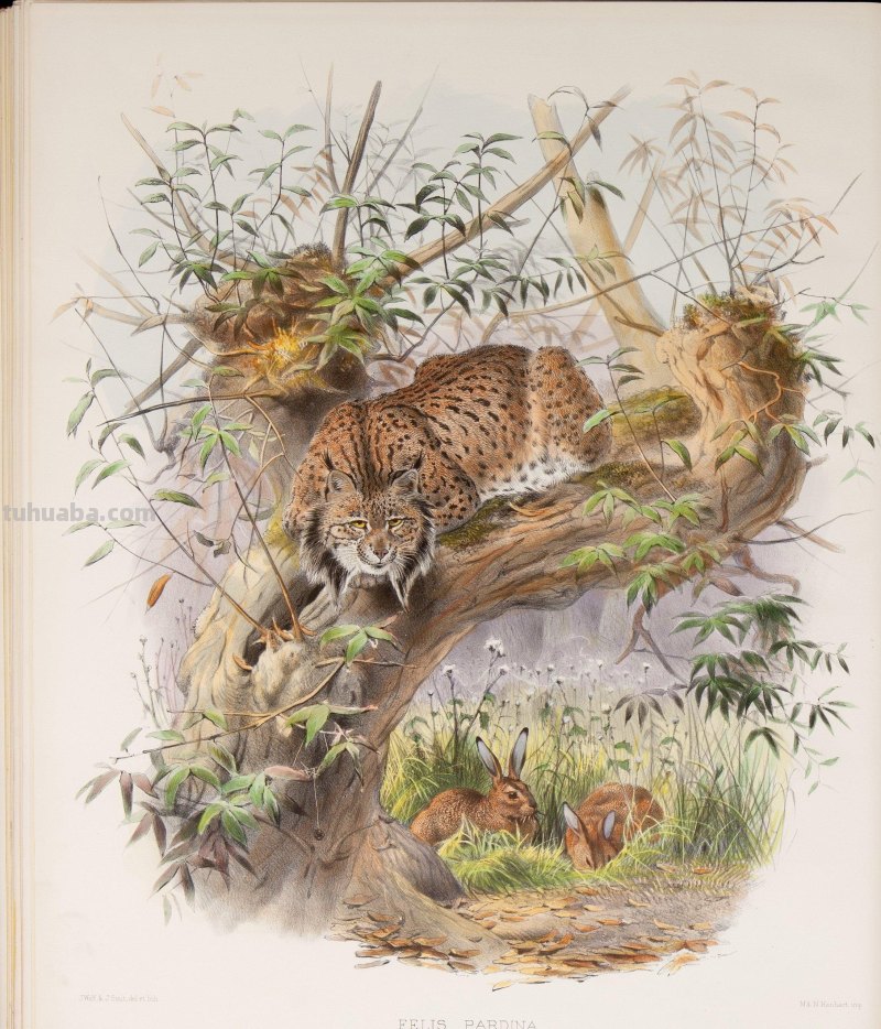 精美手绘《猫科动物图鉴》1883年