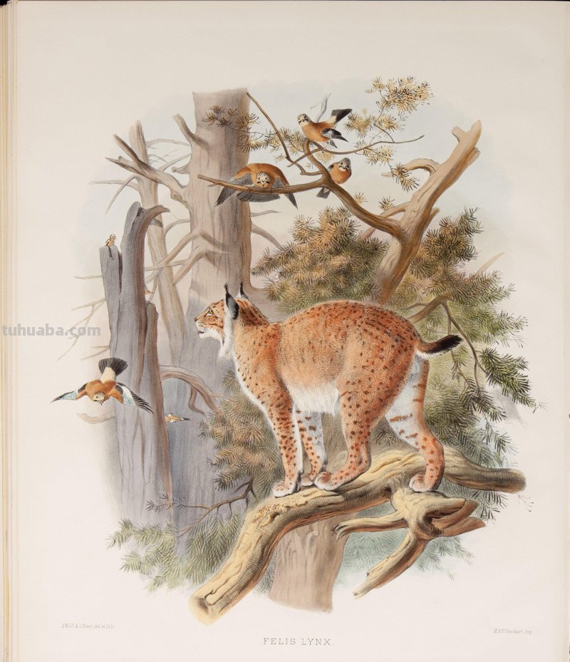 精美手绘《猫科动物图鉴》1883年