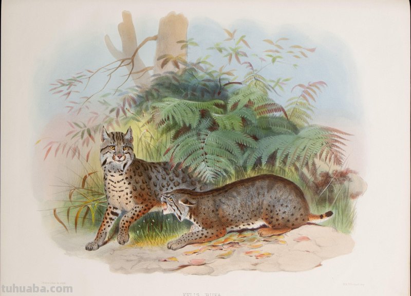 精美手绘《猫科动物图鉴》1883年