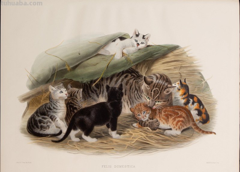 精美手绘《猫科动物图鉴》1883年