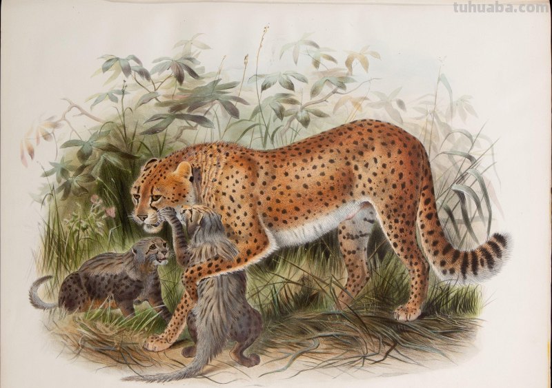 精美手绘《猫科动物图鉴》1883年