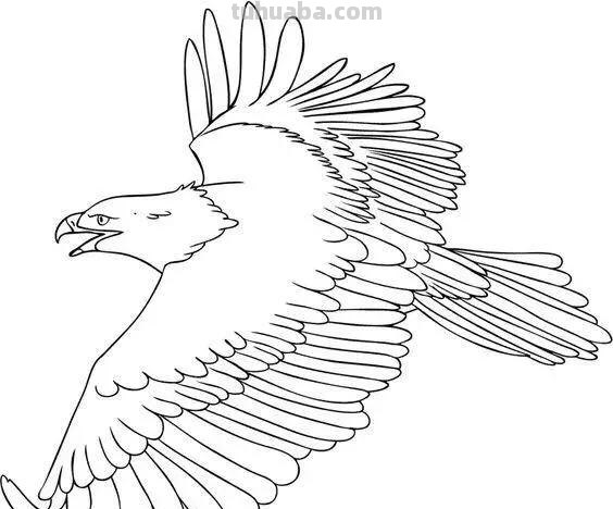 老鹰简笔画高清线稿，带着孩子一起画